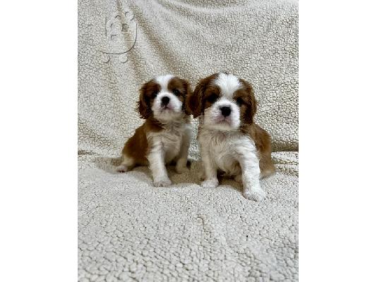 King Charles Cavalier Spaniel